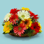 Mixed Gerberas In Cane Basket