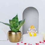 Sansevieria With Ganesh