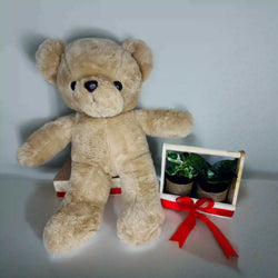 Teddy Bear With Plant