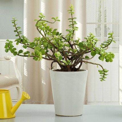 Premium Jade Plant