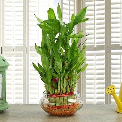 Happiness Of Lucky Bamboo